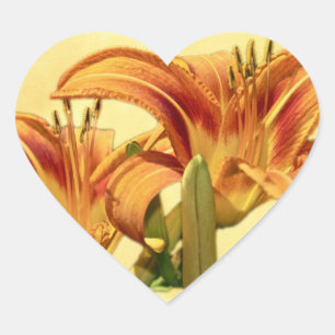 Daylilies - Hemerocallis Heart Sticker