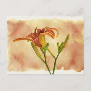 Daylilies - Hemerocallis Postcard