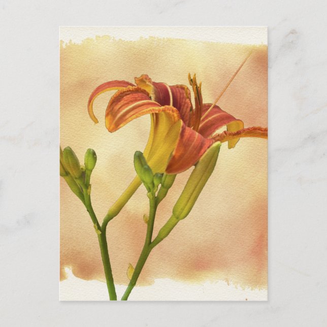 Daylilies - Hemerocallis Postcard (Front)