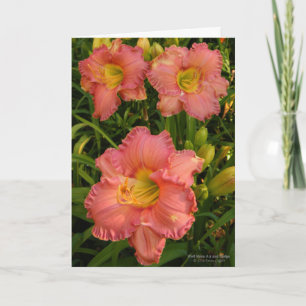 Daylilies / Lily Flowers / Rosy Pink 2 / Card