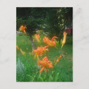 daylilies of summer postcard