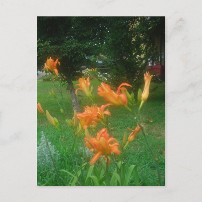 daylilies of summer postcard (Front)