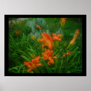 Daylilies on black poster