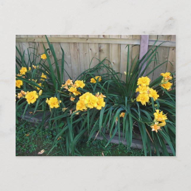 Daylilies Postcard (Front)