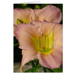 Daylillies