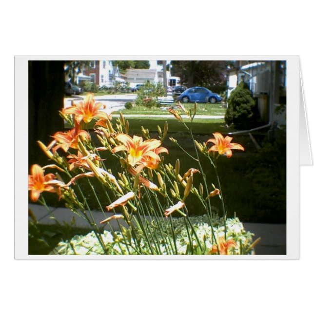 daylillies (Front Horizontal)