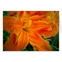 Daylily 08