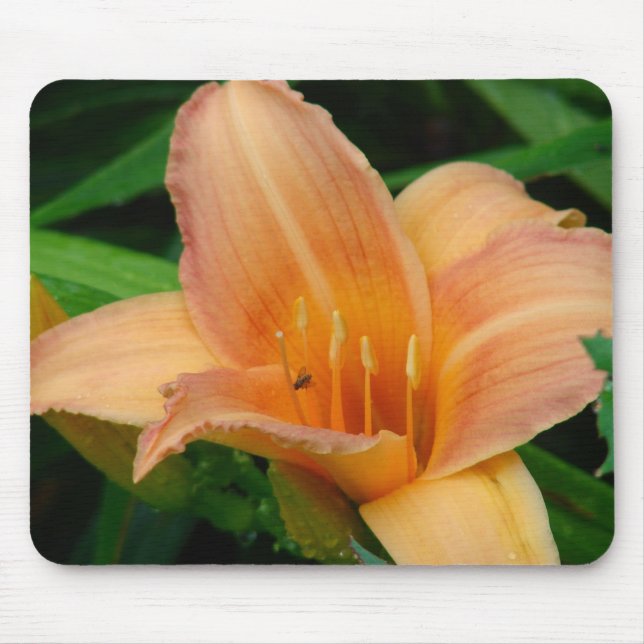 Daylily 2 mouse pad (Front)