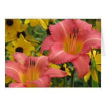 Daylily and Rudbeckia Combo