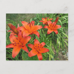 daylily Asiatic orange Postcard