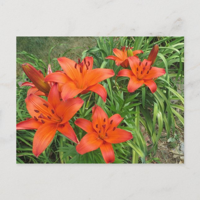 daylily Asiatic orange Postcard (Front)