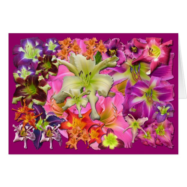 Daylily Collage (Front Horizontal)