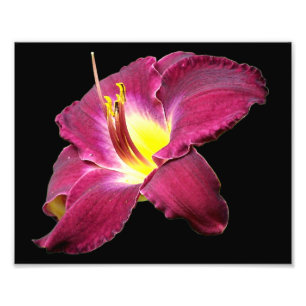 Daylily Flower Close Up 8x10 Photo Print