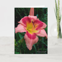 Daylily Flower / Lily / Rosy Pink With Red Eye /