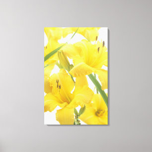 Daylily flowers and flower buds (Hemerocallis) Canvas Print