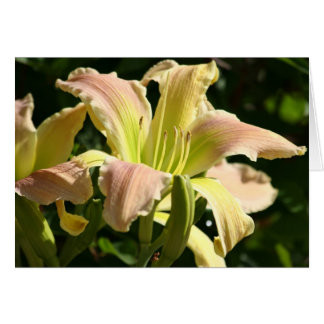 Daylily 'Frog's Eye'