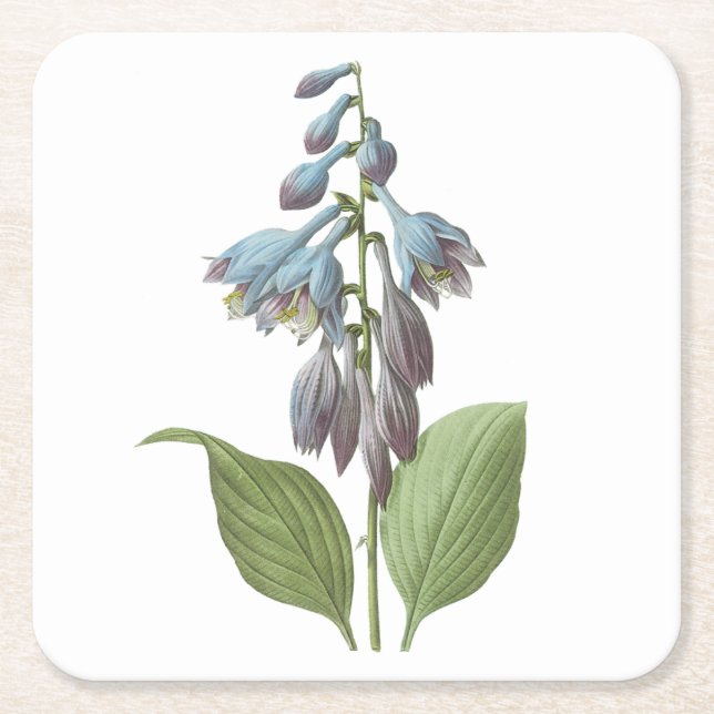 daylily(Hemerocallis caerulea) by Redouté Square Paper Coaster (Front)