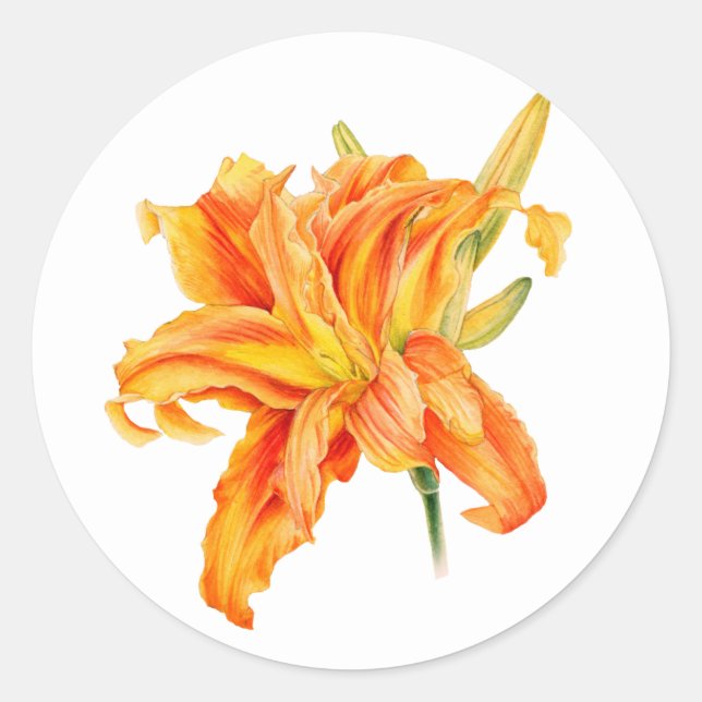 Daylily Hemerocallis floral orange stickers (Front)
