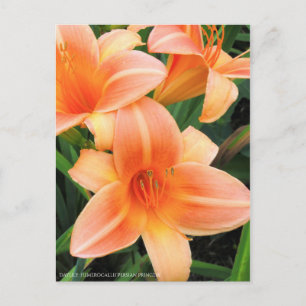 Daylily: Hemerocallis‘Persian Princess’ [Postcard] Postcard