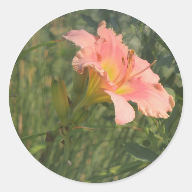 Daylily in the Sun Classic Round Sticker (Front)