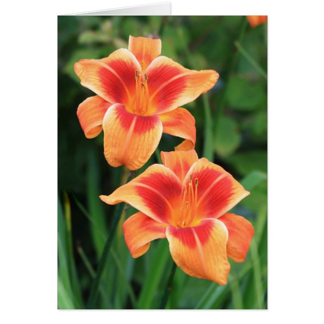 Daylily 'indigne (Devant)