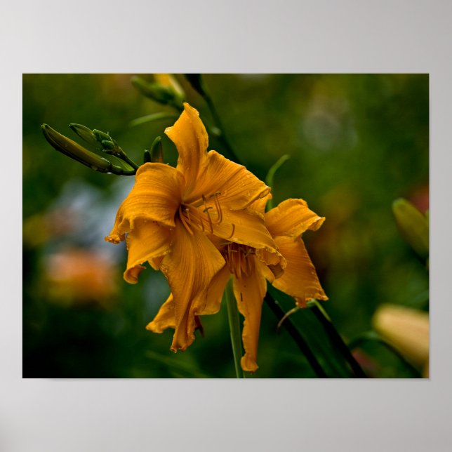 Daylily "Jersey Spider" Poster (Front)
