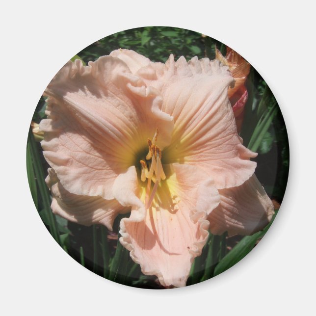 daylily magnet (Front)