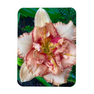 Daylily, 'Majorca Isle' Magnet