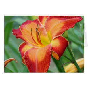 Daylily 'Matchless Fire'
