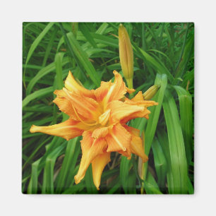 daylily: orange -Magnet Magnet