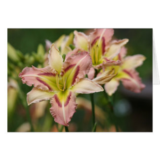 Daylily 'Papillon rose céleste