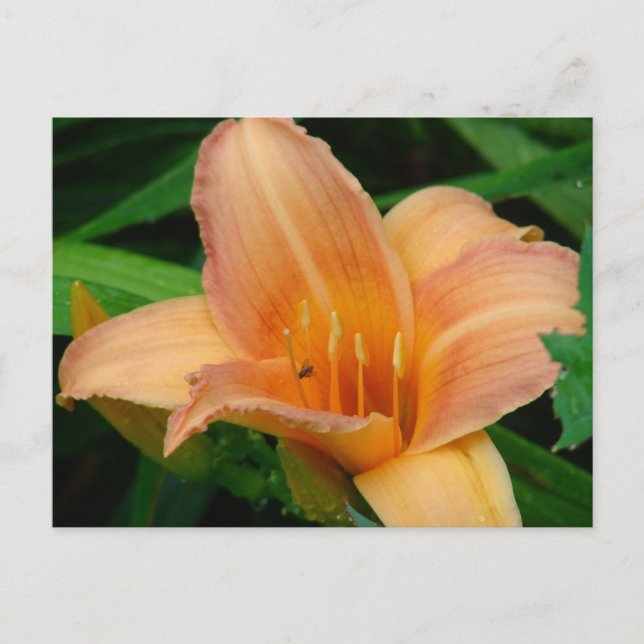 Daylily Postcard (Front)