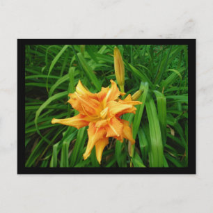 Daylily Postcard