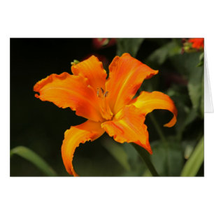 Daylily "Primal Scream"