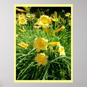 Daylily Splendour Poster