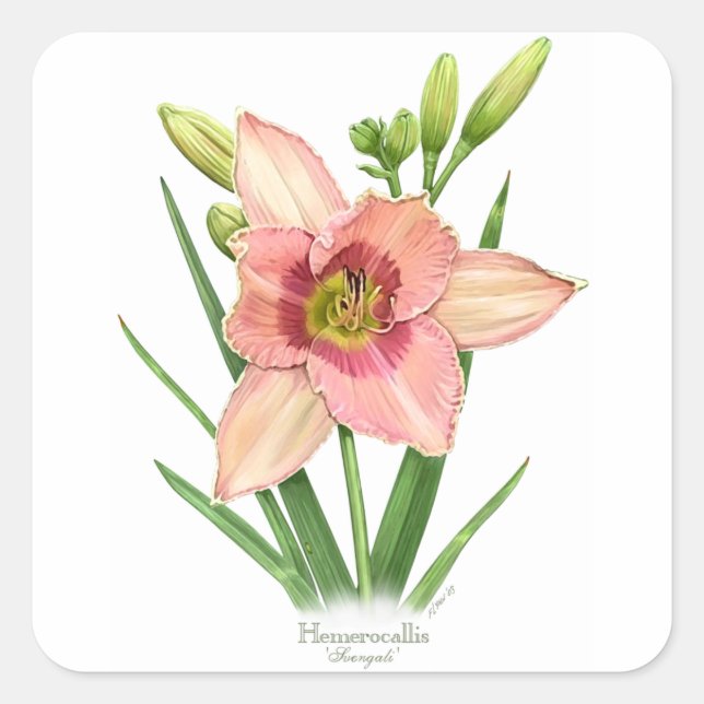 Daylily - Svengali Square Sticker (Front)