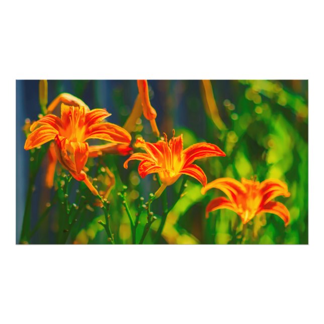 Daylily Trio Photo Print (Front)