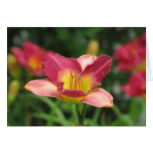 Daylily Vision - Old King Cole Daylily