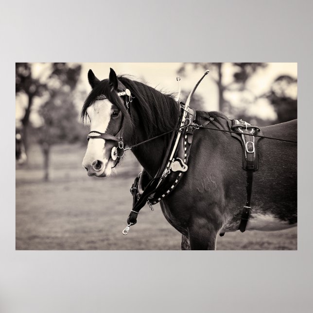 Days Gone By - Horse Photography B & W Print (Front)