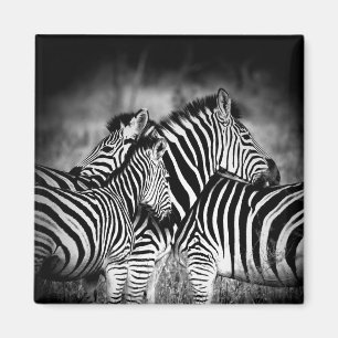 Dazzle of Zebra Magnet