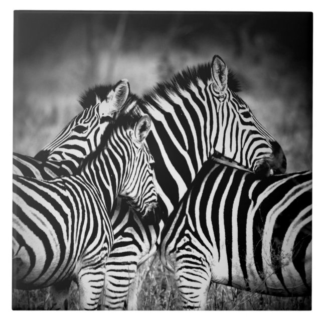 Dazzle of Zebra  Tile (Front)