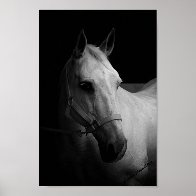 Dazzle Poster (Front)