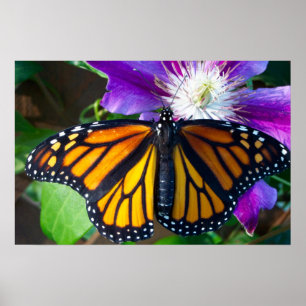 Dazzling Butterfly Poster