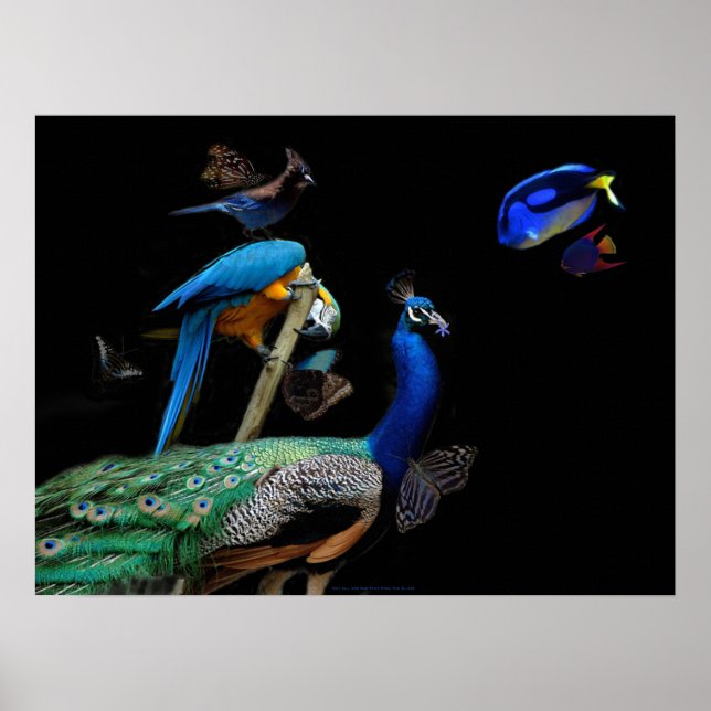 Dazzling Creatures Poster (Front)