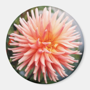Dazzling Dahlia Flower Magnet