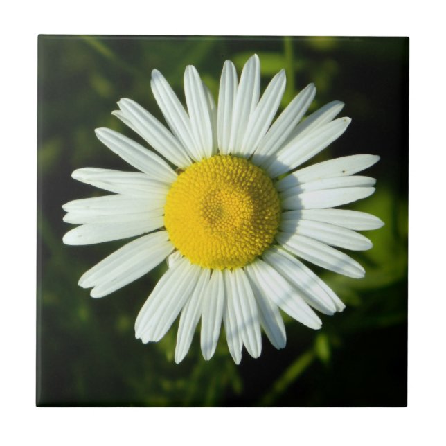 Dazzling Daisy Tile (Front)