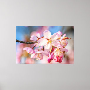 Dazzling Sakura Flowers. Beige And Blue Background Canvas Print