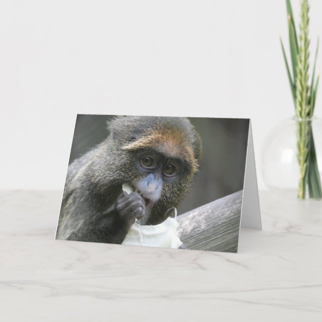 De brazza monkey card (Front)