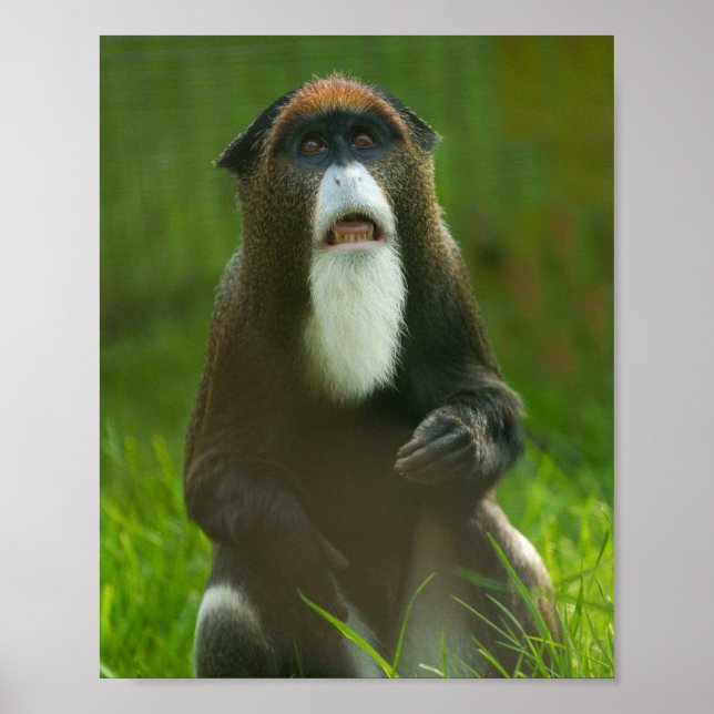 De Brazza monkey Poster (Front)