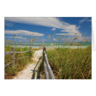 de l'avoine marine (Uniola paniculata) poussant su